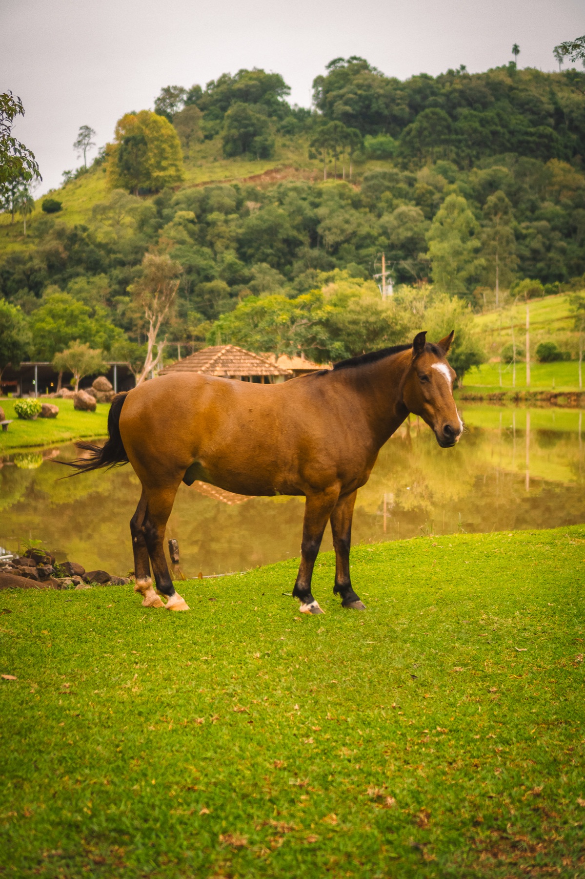 Cavalos à beira do lago